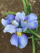 Iris sibirica 'Imperial Velvet'