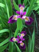 Iris sibirica 'Jewelled Crown'