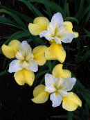Iris sibirica 'Moon Silk'