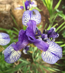 Iris sibirica Shaker's Prayer