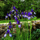 Iris sibirica ‘Tropic Night’