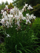 Iris sibirica alba