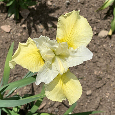 iris sibirica butter and sugar
