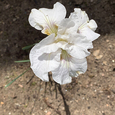 Iris sibirica ‘White Swirl’