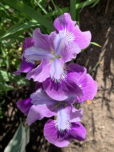 Iris sibirica 'Dance Ballerina Dance'