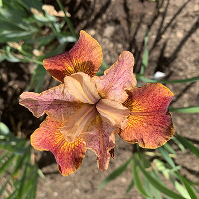 Iris Sibirica 'Paprikash'
