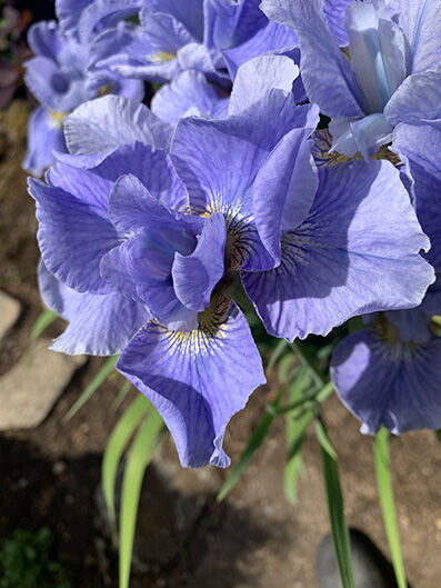 Iris sibirica 'Blue Moon'