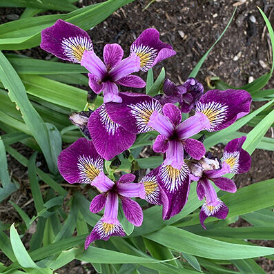 Iris sibirica 'Sparkling rose'
