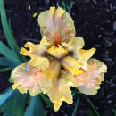 Iris sp