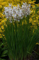 Iris sibirica