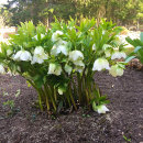 Helleborus sp
