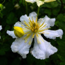 Clematis montana 'alba'