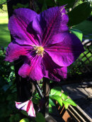 Clematis viticella 'Jackmanii Superba'