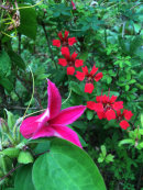 Clematis ‘Princess Diana’ and Tropaeolum speciosum