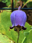 Clematis scottii