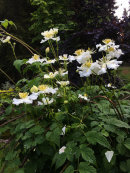 Clematis montana 'alba'