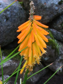 Kniphofia