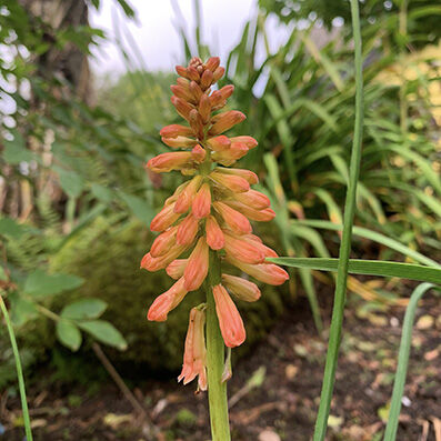 Kniphofia