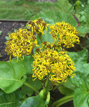 Ligularia amplexicaulis