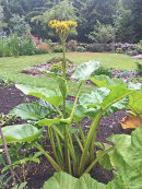 Ligularia amplexicaulis