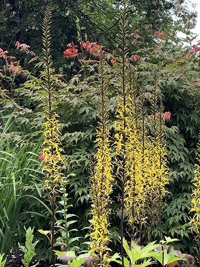 Ligularia prezwalskii
