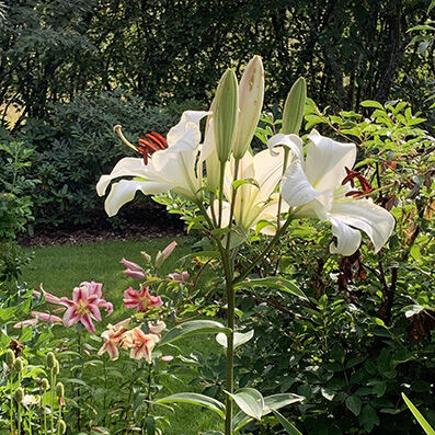 Lilium 'White Triumph'