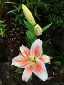Lilium orientalis, Salmon Party Oriental Lily