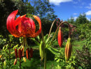 Lilium pardalinum Madison