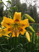 Lily Yellow Bruse