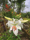 Lilium, Oriental Casablanca