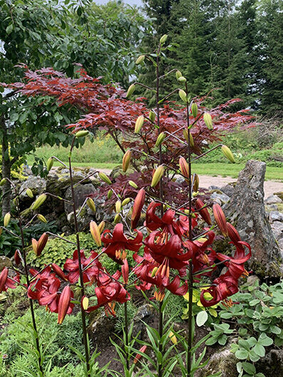 Lilium 'Red velvet'