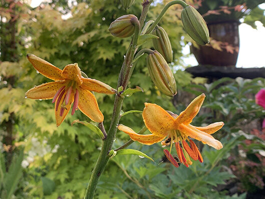 Lilium martagon