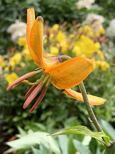 Lilium Martagon 'Hansonii'