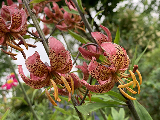 Lilium martagon 'Manitoba Morning'