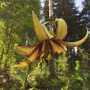 Lilium nepalense