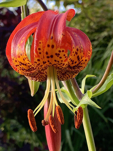 Lilium pardalinum Madison