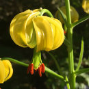 Lilium pyrenaicum