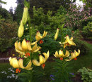 Lilium pyrenaicum