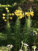 Lilium pyrenaicum