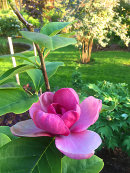 Magnolia, Heaven Scent