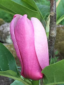 Magnolia, Heaven Scent