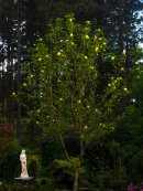 Magnolia 'Yellow bird'