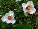 Magnolia sieboldii