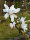 Magnolia stellata