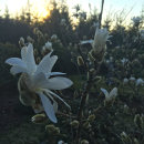 Magnolia stellata