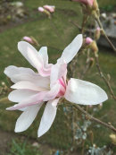 Magnolia stellata rosea