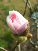Magnolia stellata rosea