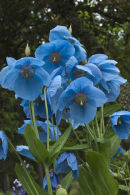 Meconopsis grandis