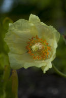 CC Meconopsis