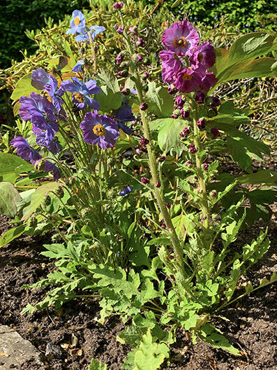 Meconopsis var. from seed, monocarpic.
